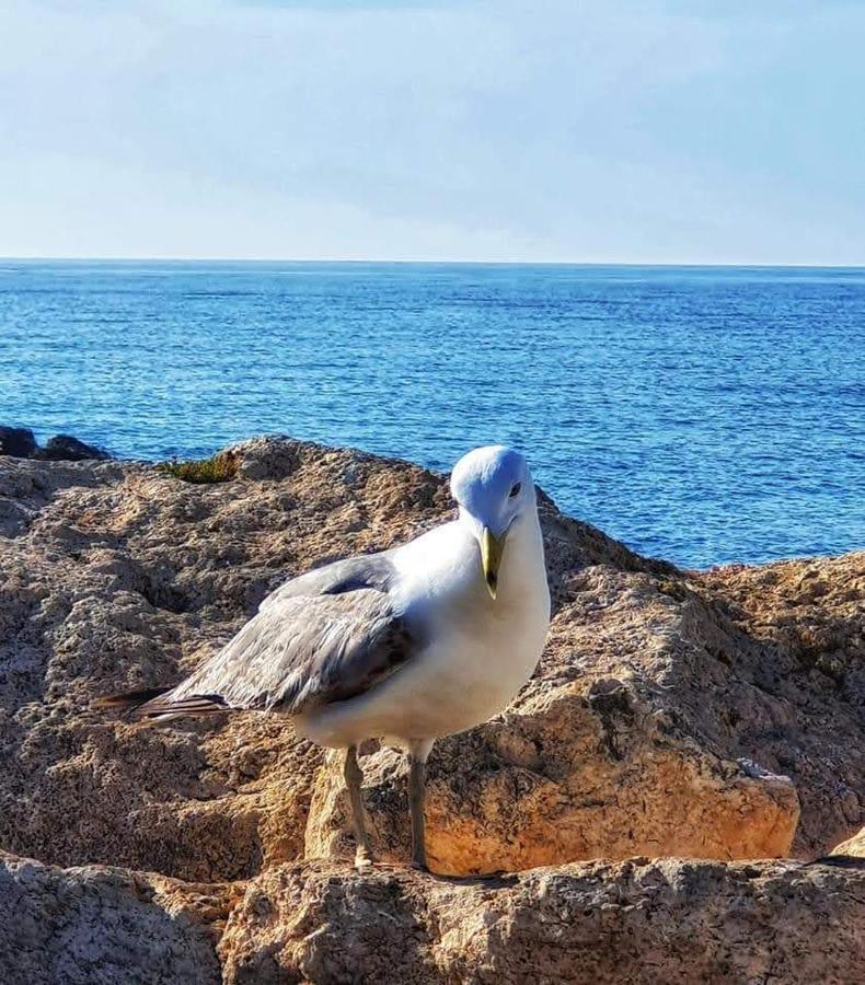 Comodo Apartamento Cerca Del Mar Santa Pola Eksteriør bilde